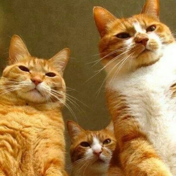 Meet your Posher, Antonina - Picture 1 of 1